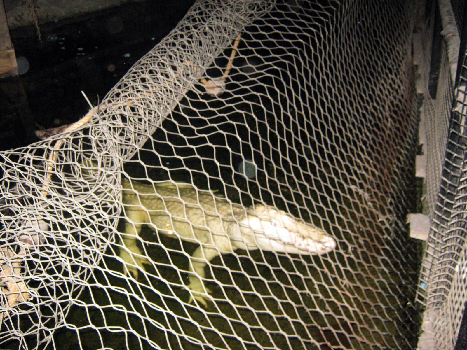 Kingdoms of the Night-White Alligator