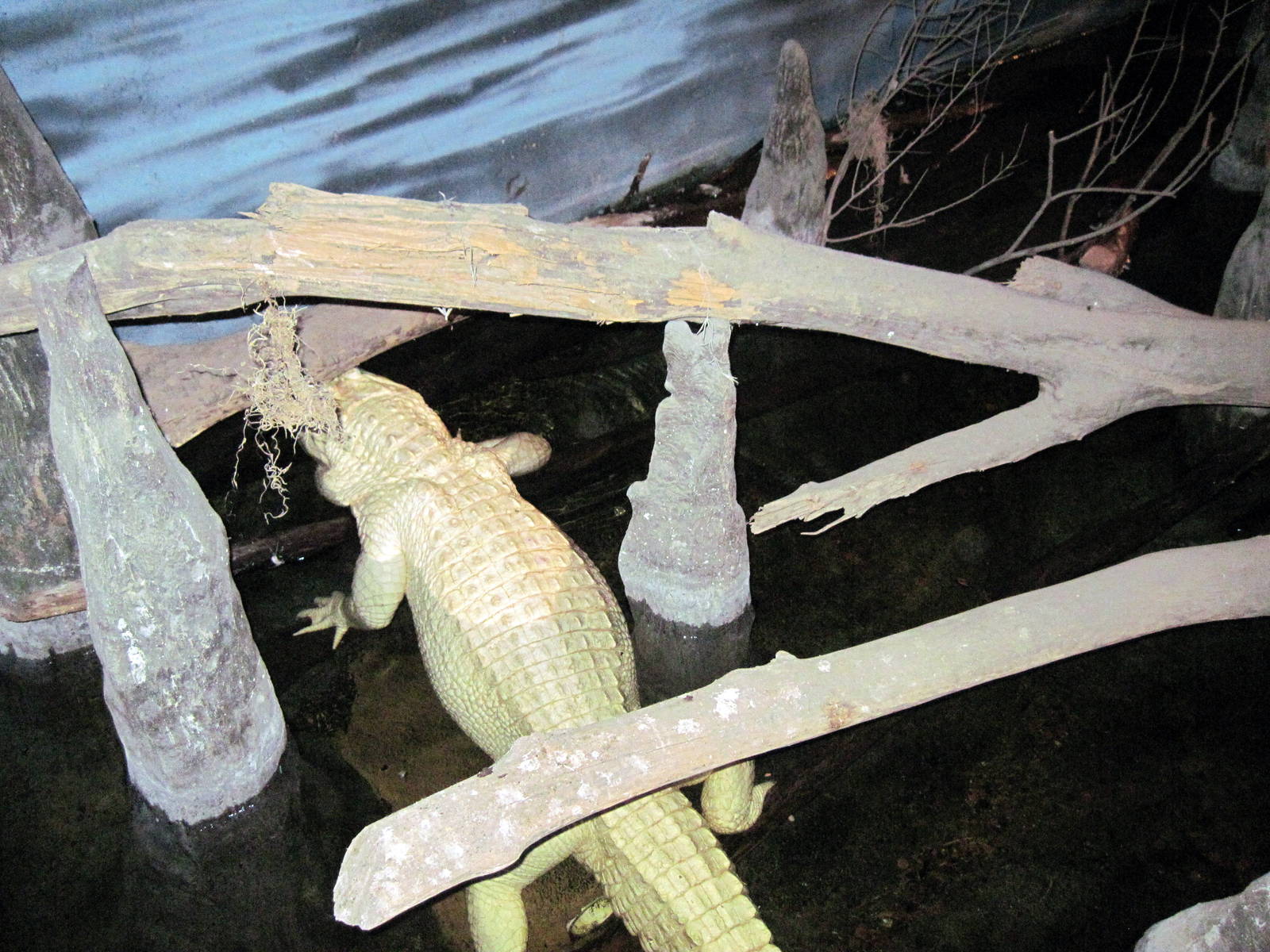 Kingdoms of the Night-White American Alligator