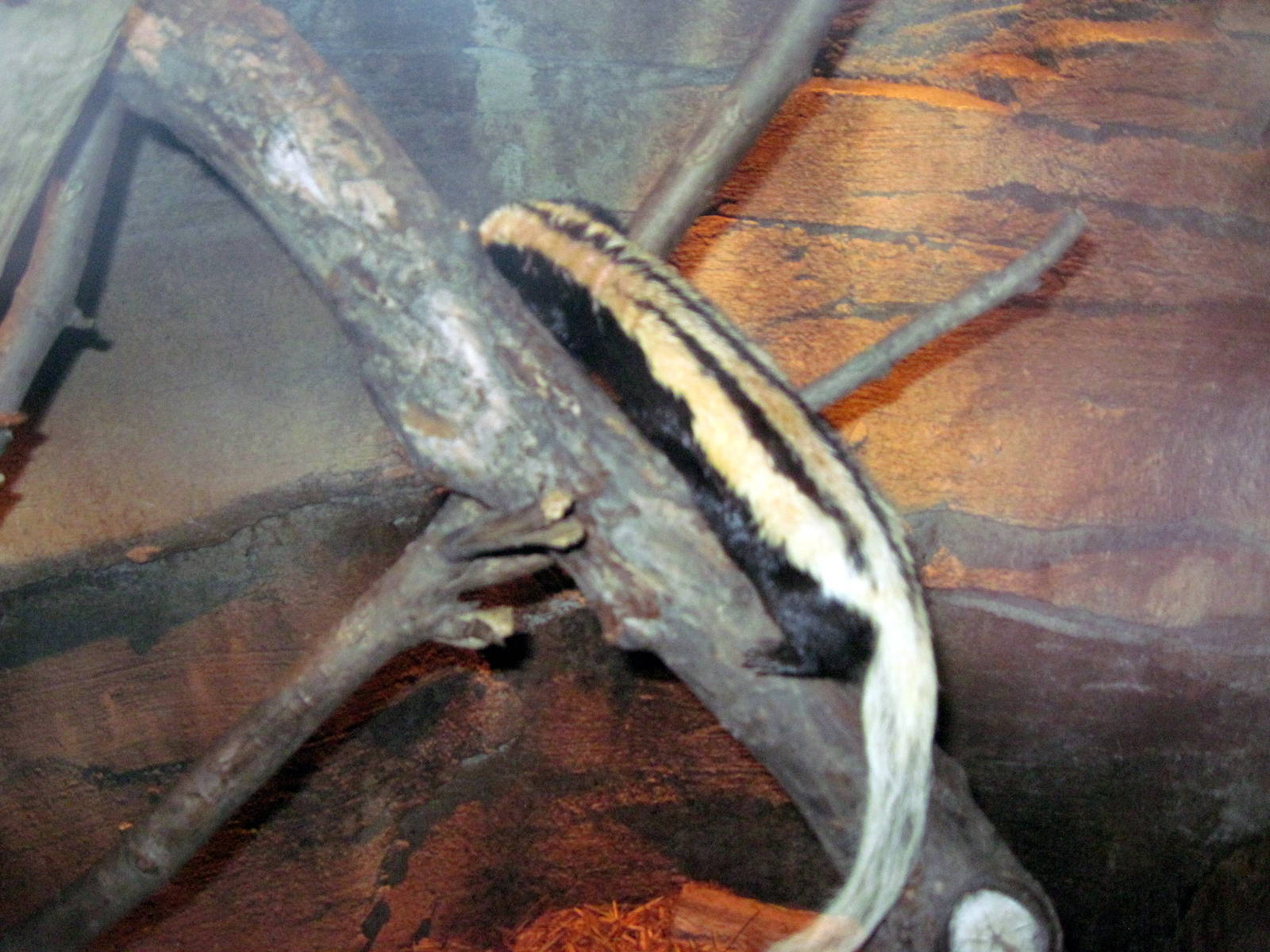 Kingdoms of the Night-White Naped Weasel