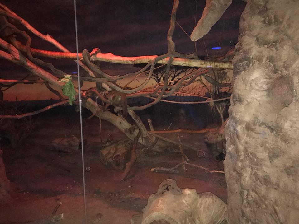 Kingdoms of the Night