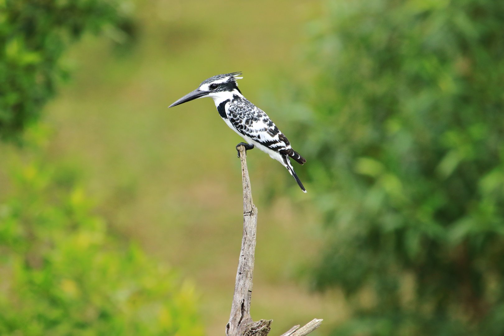 Kingfisher (December 2019)