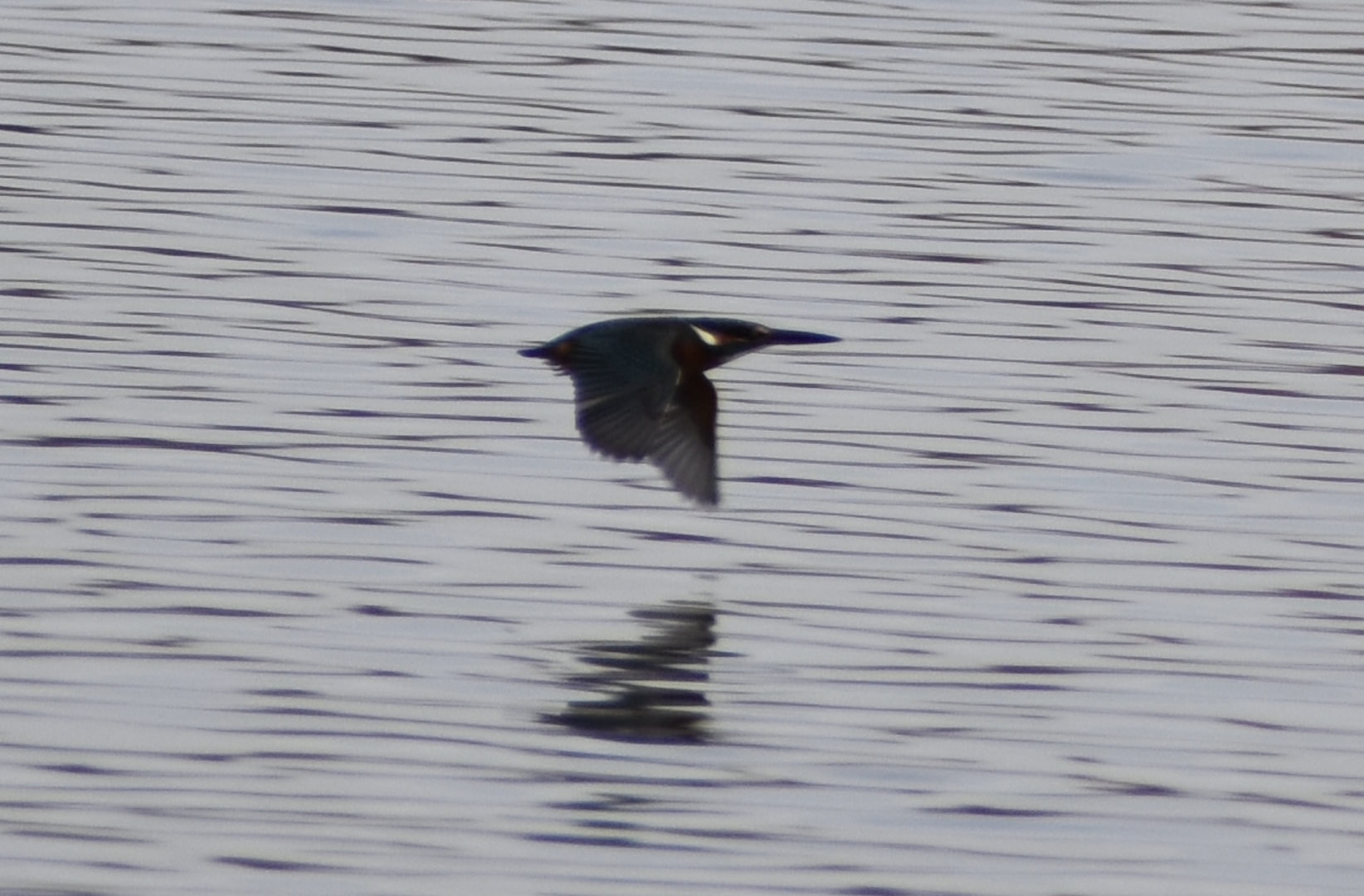 Kingfisher in Flight - Tokyo Port Wild Bird Park