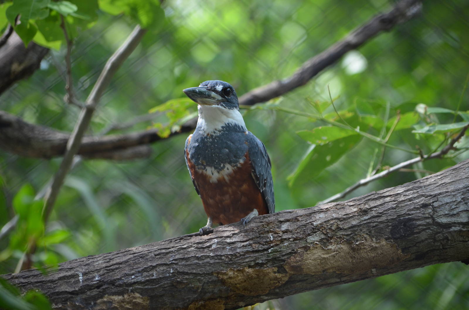 Kingfisher (Megaceryle torquata)