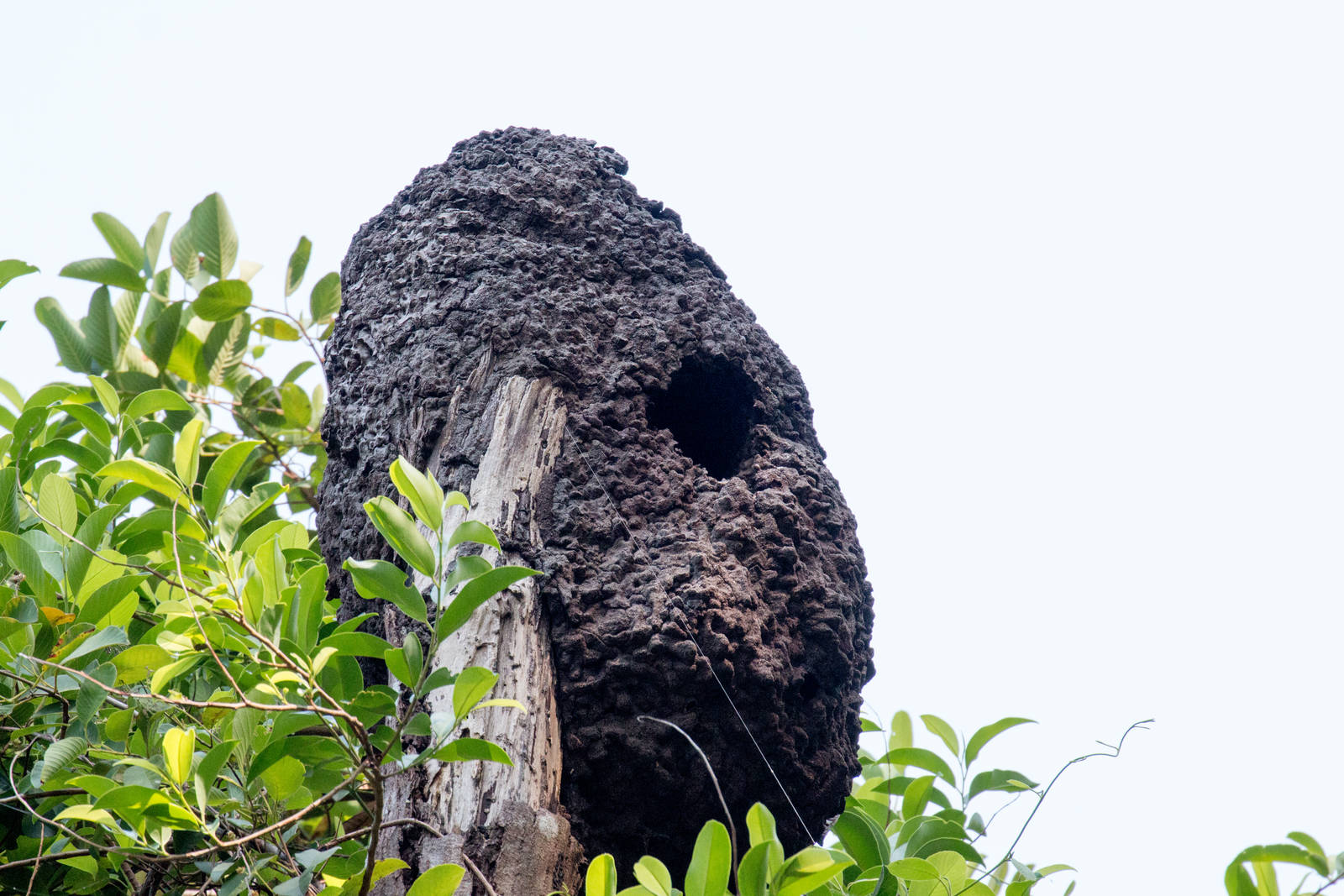 Kingfisher nest in termite mound