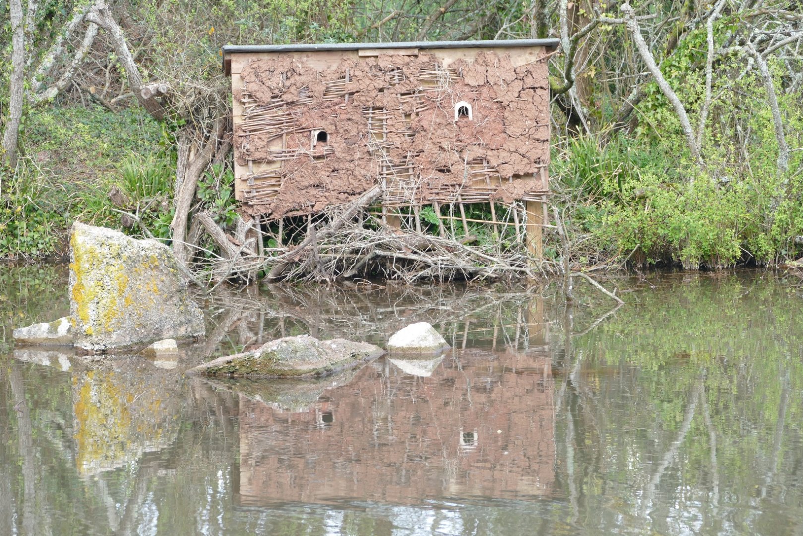Kingfisher nesting bank, April 2020