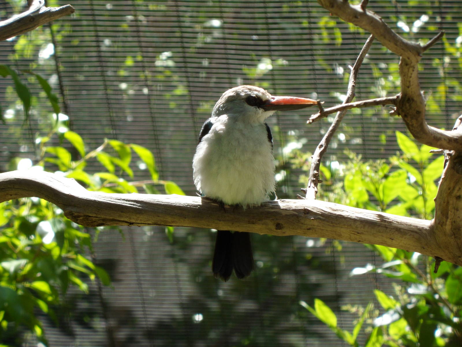 Kingfisher of some sort?
