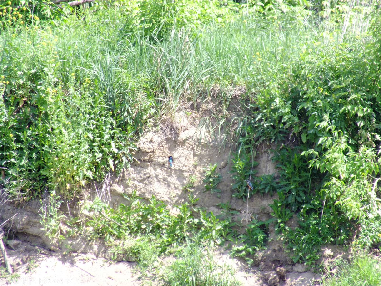 Kingfisher Pair and Nest