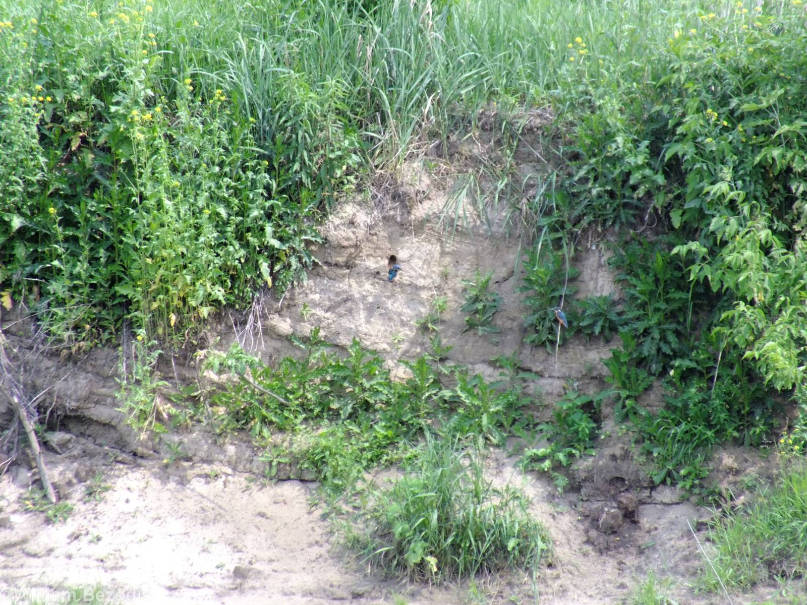 Kingfisher Pair and Nest