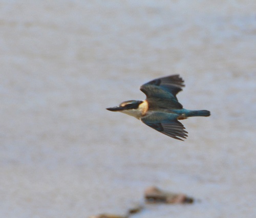 Kingfisher