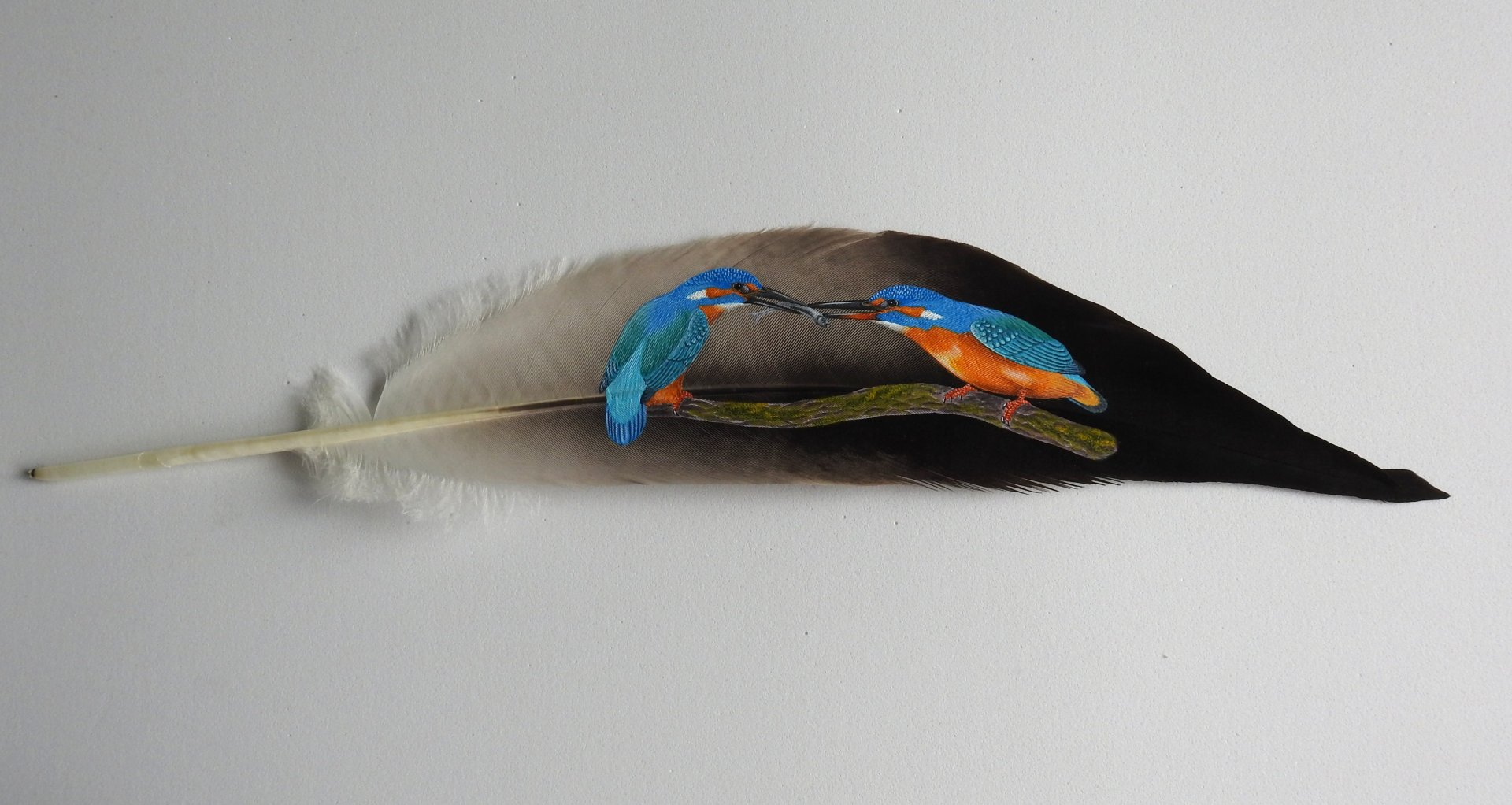 Kingfishers on feather