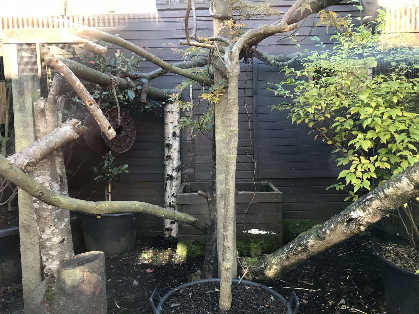 Kingkajou enclosure