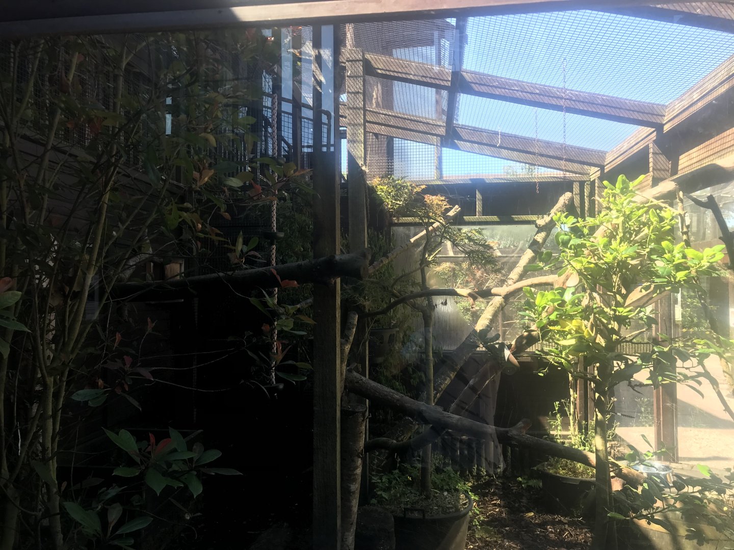 Kingkajou enclosure