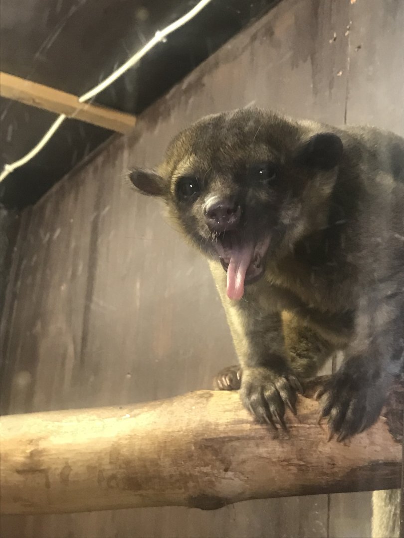 Kingkajou