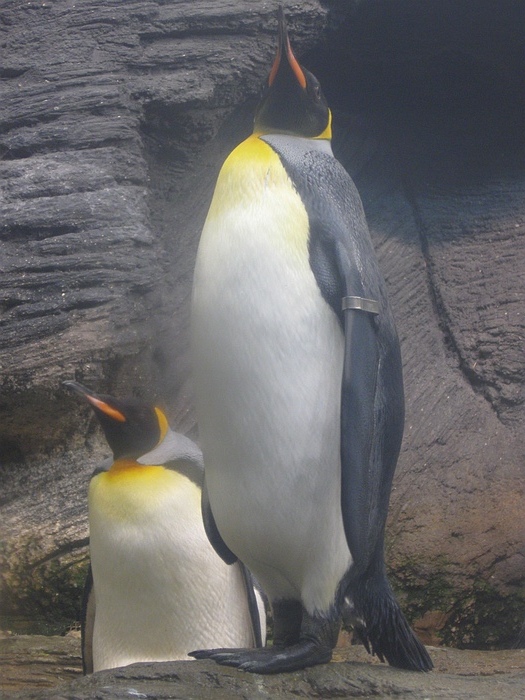 Kingpenguin