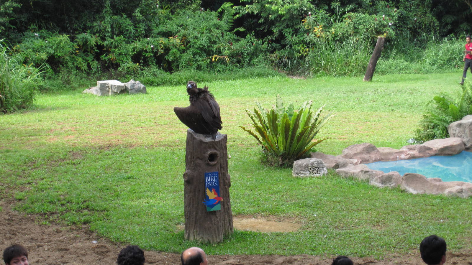 Kings of the Skies show - Cinereous vulture