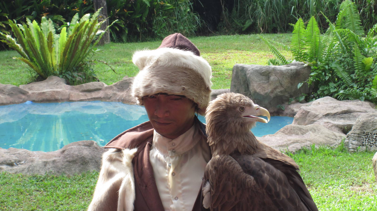Kings of the Skies show - White-tailed sea eagle