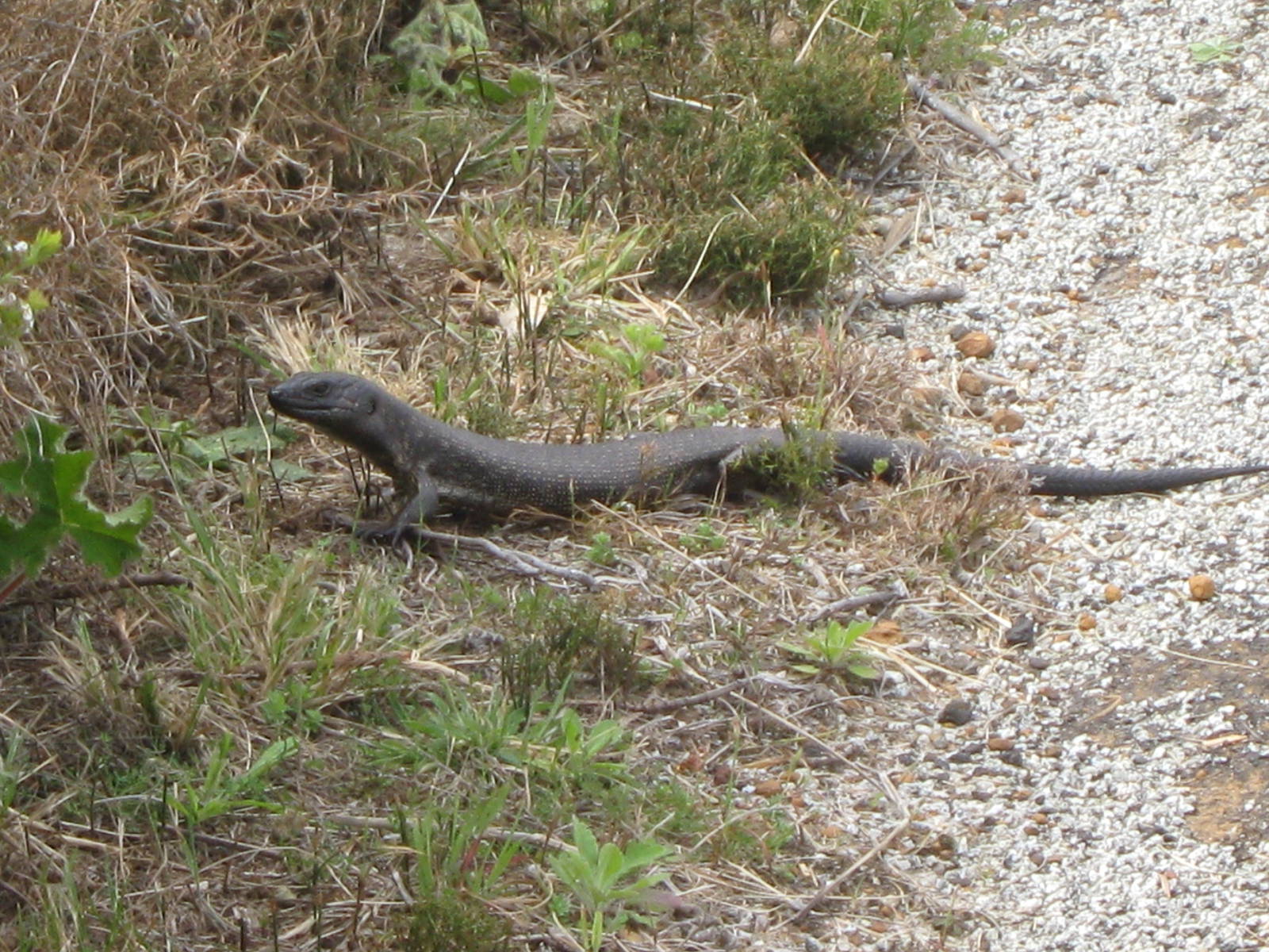 Kings skink (Egernia kingii)