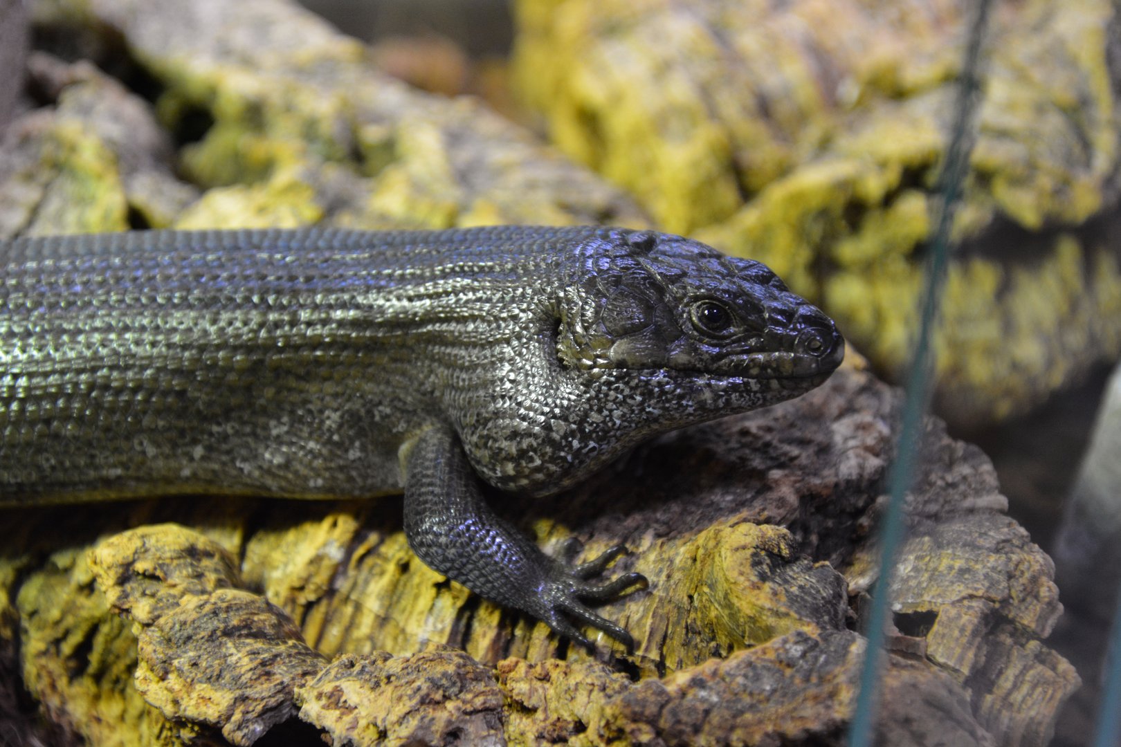 King's skink (Egernia kingii)