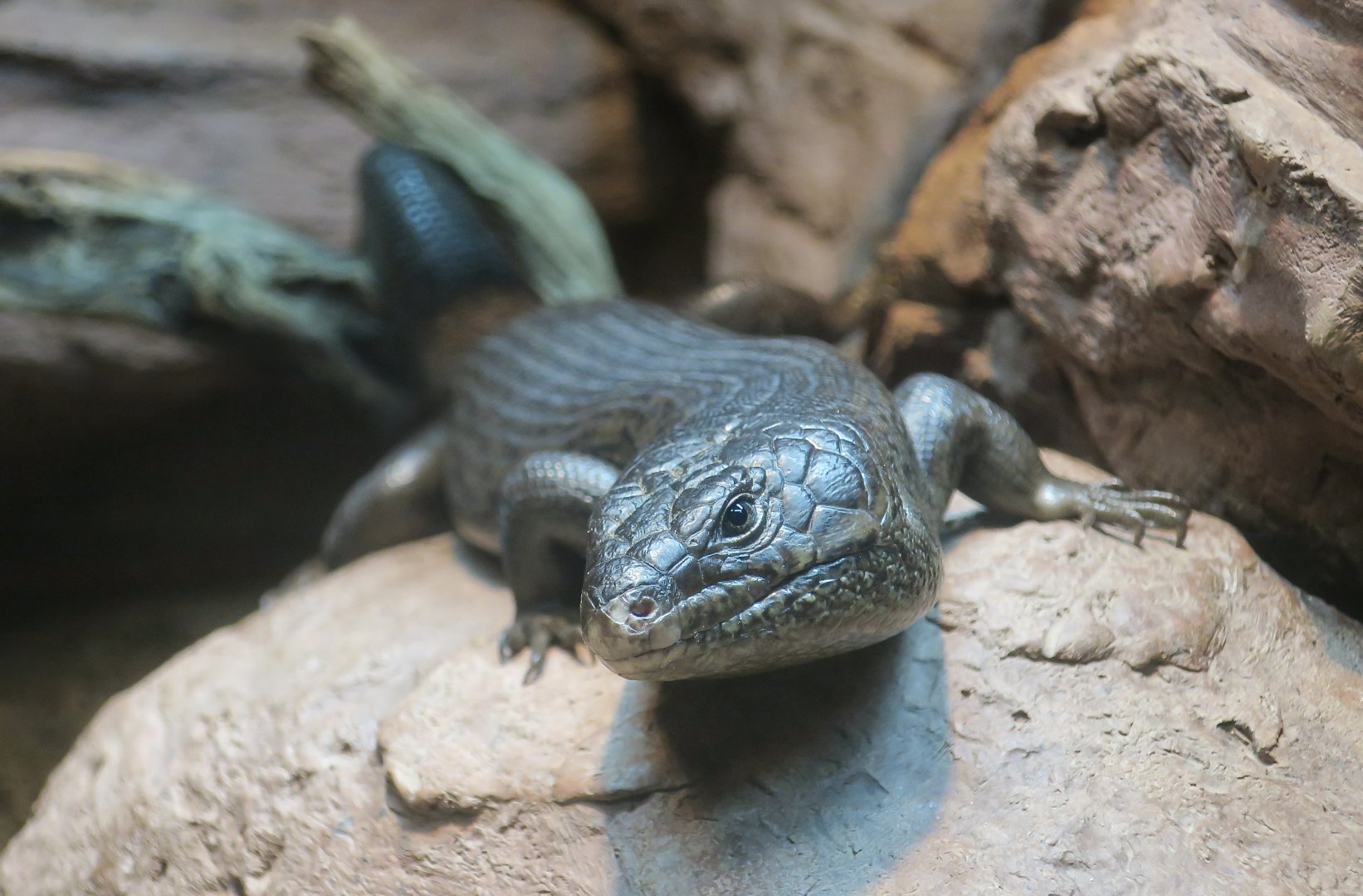 King's Skink (Egernia kingii)