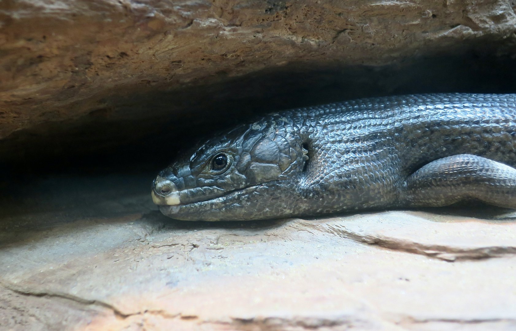 King's Skink (Egernia kingii)