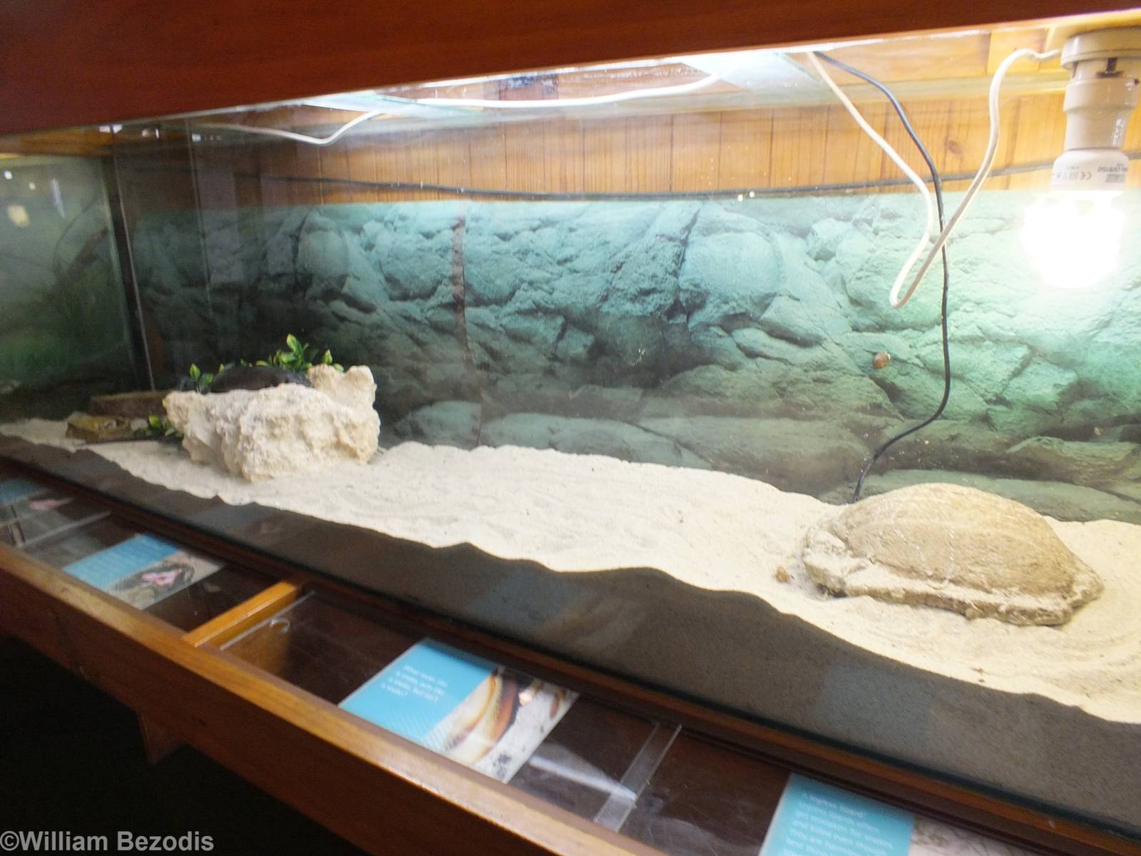 King's Skink Enclosure- Herdsman Lake Visitor Centre