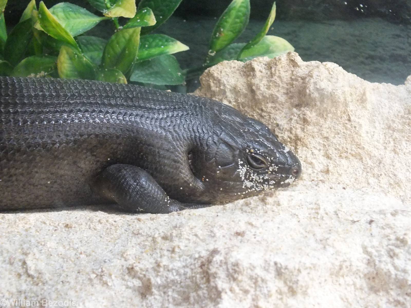 King's Skink - Herdsman Lake Visitor Centre