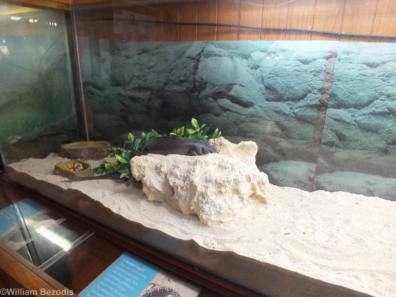 King's Skink - Herdsman Lake Visitor Centre