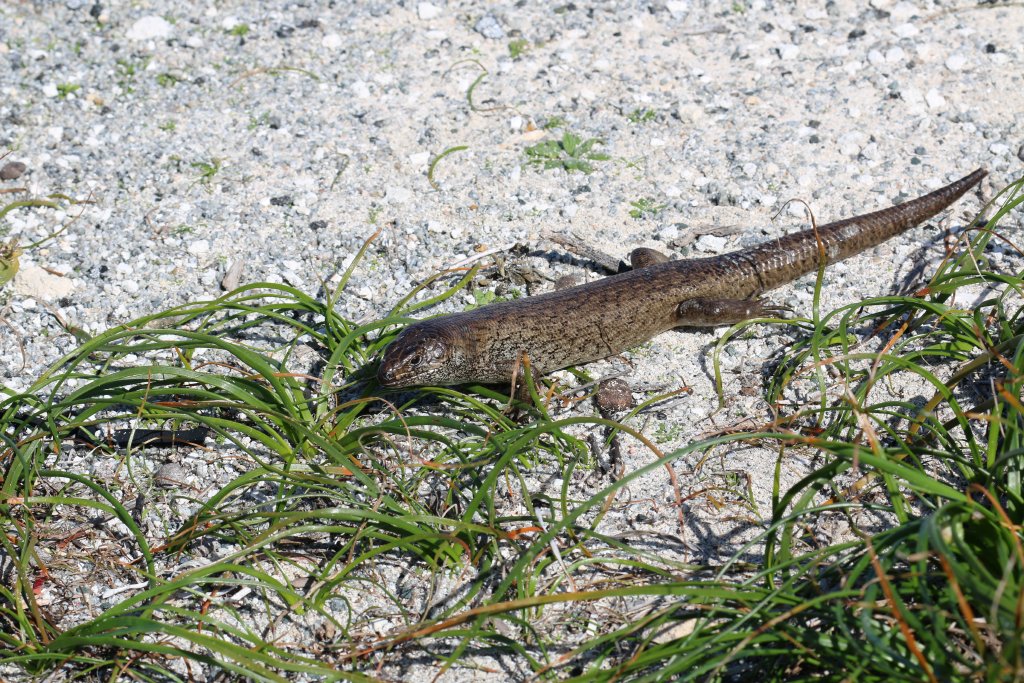 King's Skink