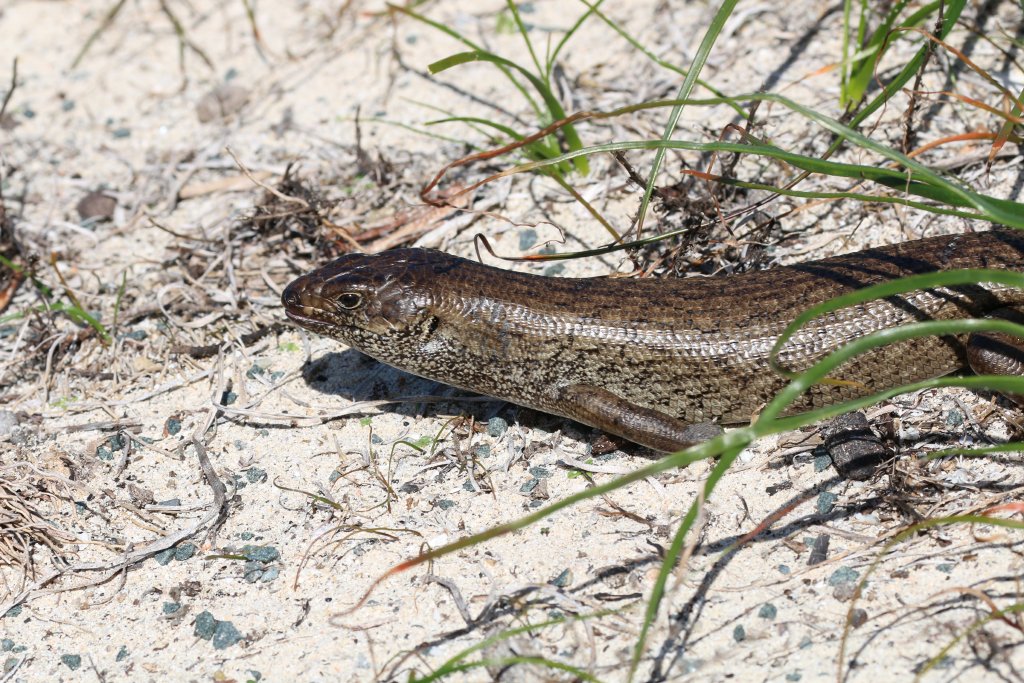 King's Skink