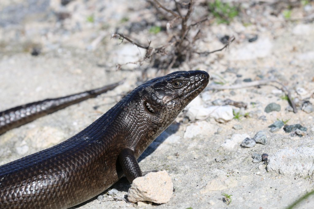 King's Skink
