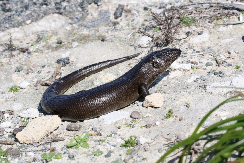 King's Skink