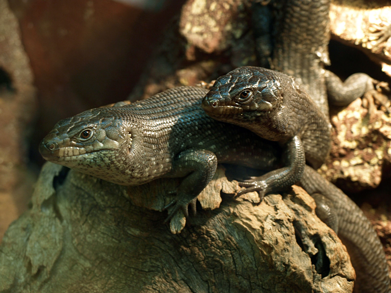 King's skink