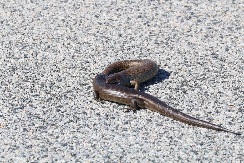 King's Skinks