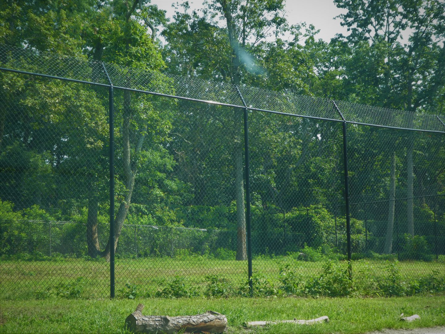 Kingsland - Female Lion Bachelor Group Exhibit