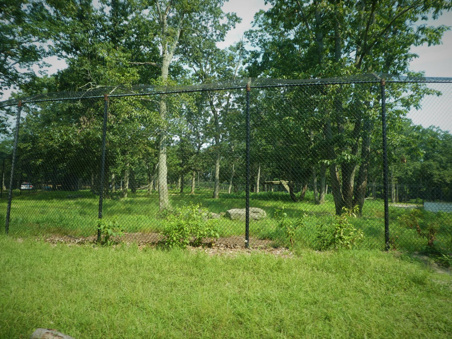 Kingsland - Male Lion Bachelor Group Exhibit