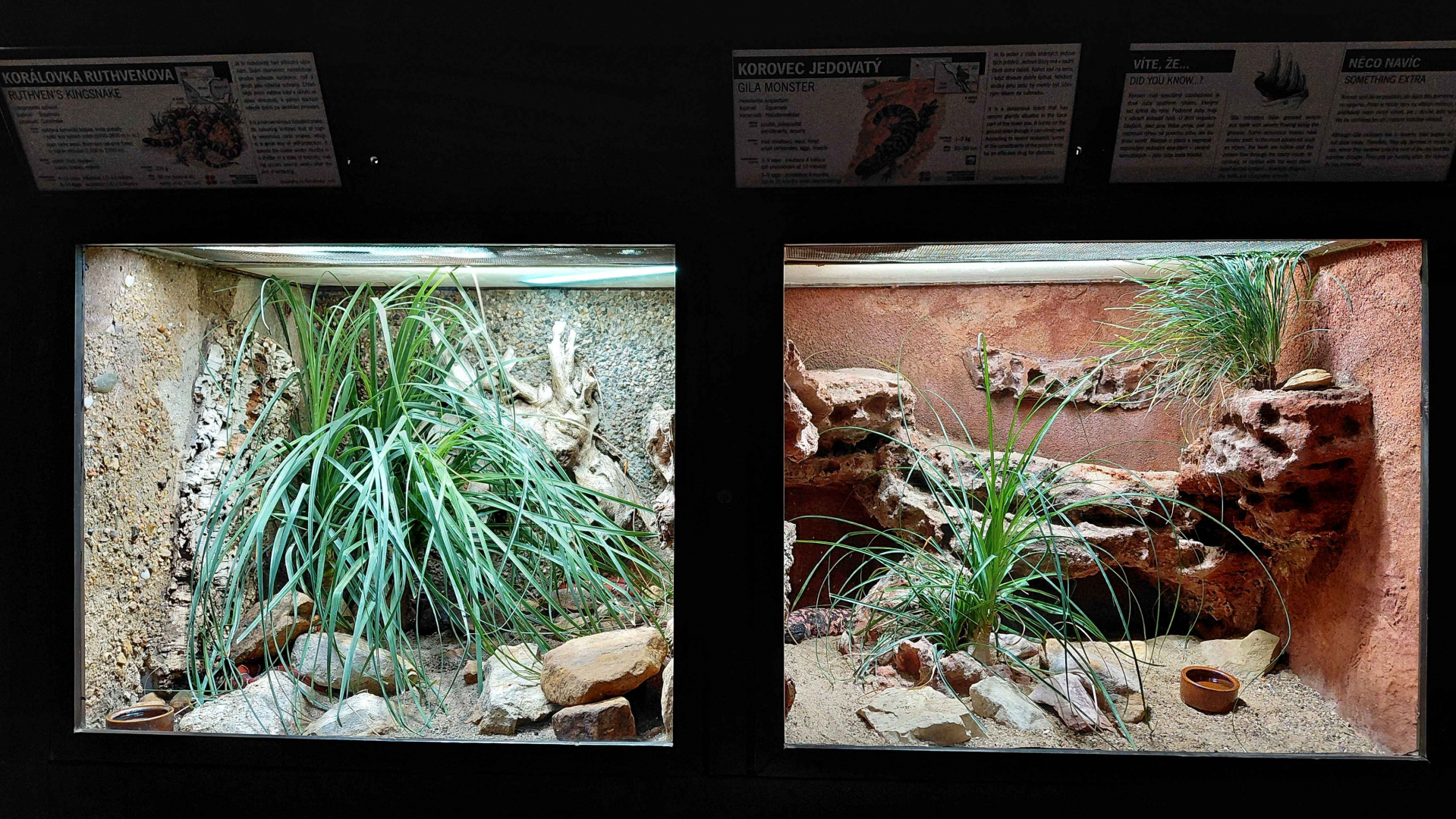 Kingsnake + Gila monster exhibits