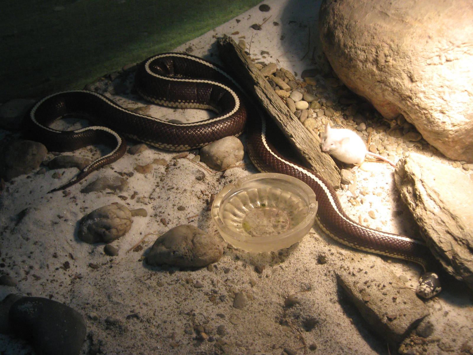 kingsnake (Lampropeltis getula)