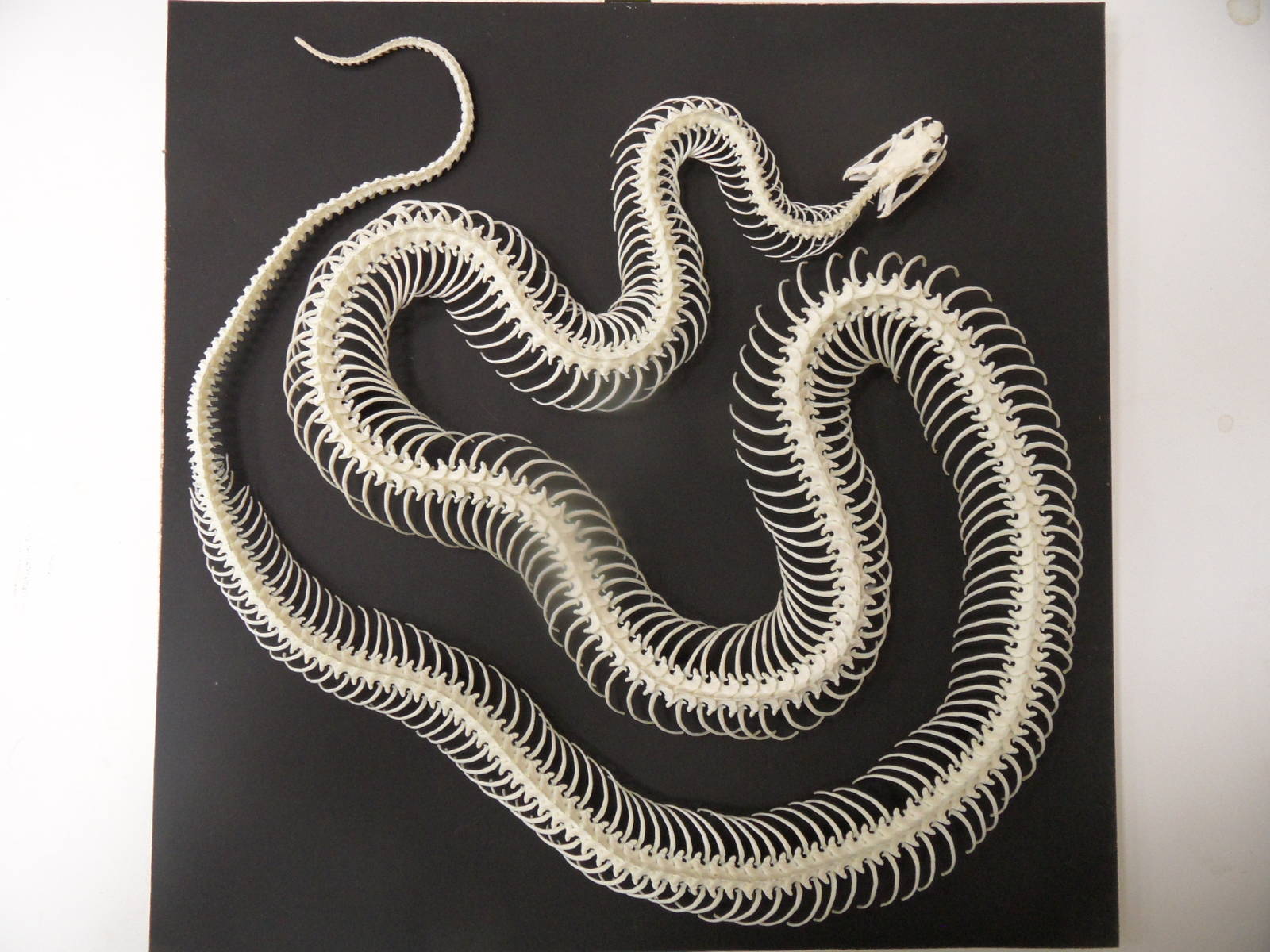 Kingsnake skeleton - top view