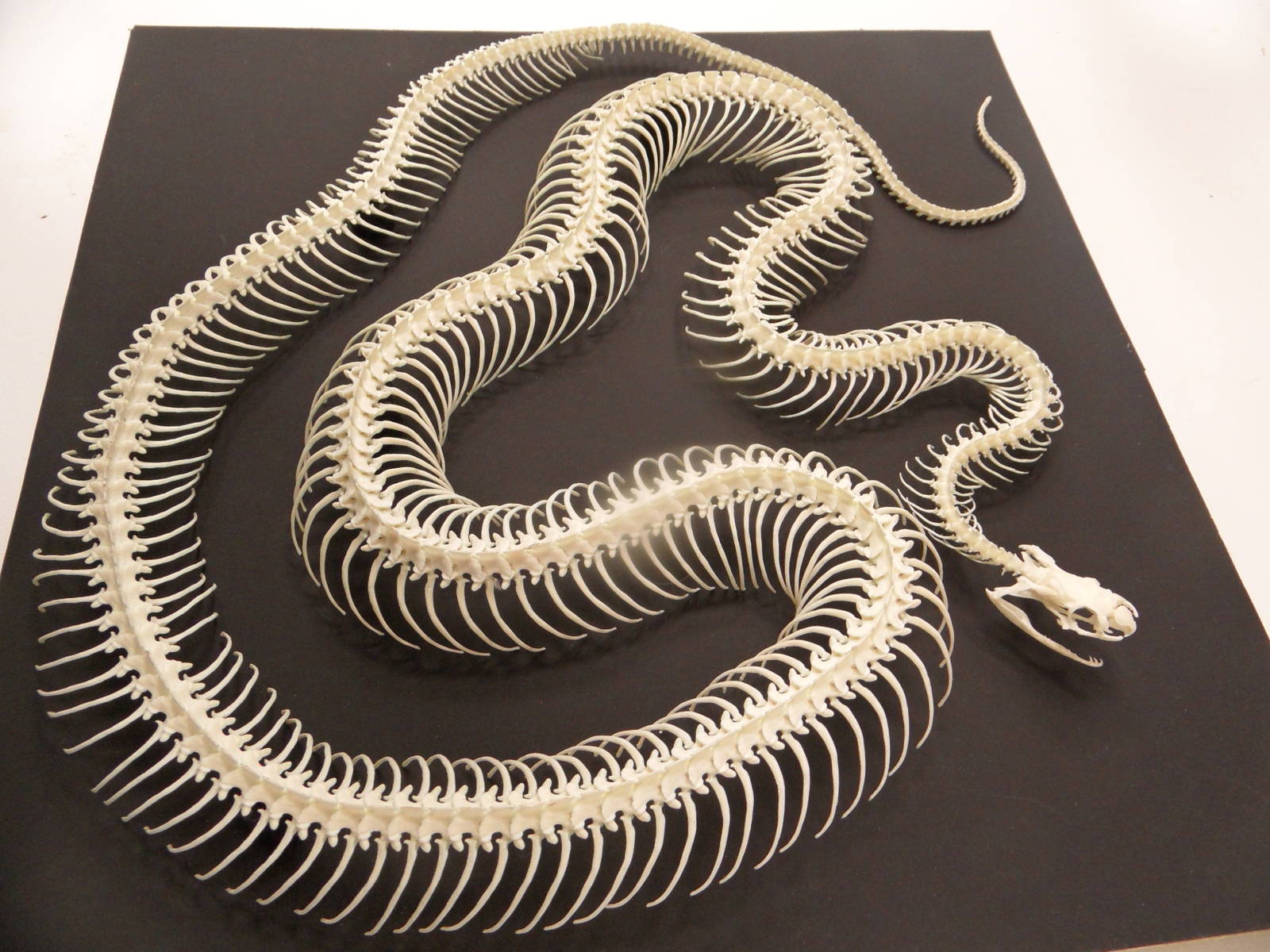 Kingsnake skeleton
