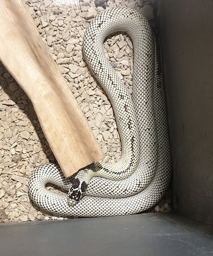 Kingsnake species / mutation / morph ?