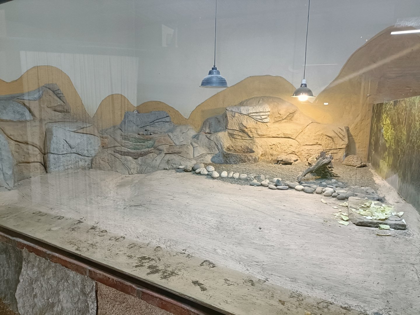 Kinixys nogueyi and Leopard tortoise exhibit - Crocodile park Torremolinos