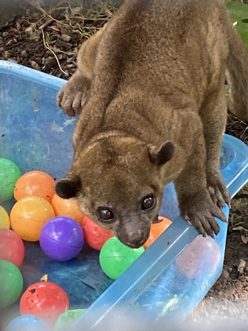 Kinkajou 151022