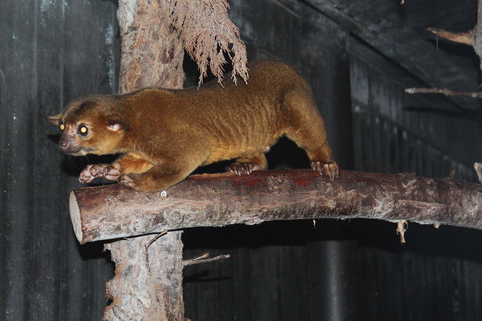Kinkajou - Amazon World Zoo - March 2013