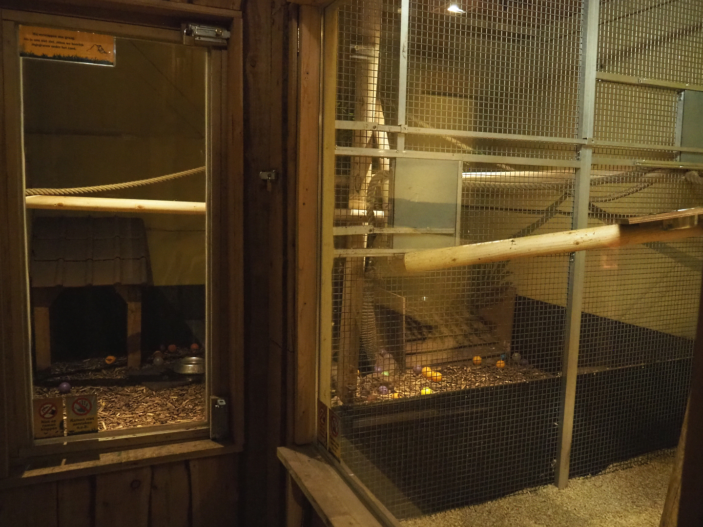 Kinkajou and Large hairy armadillo exhibit, 2020-09-12