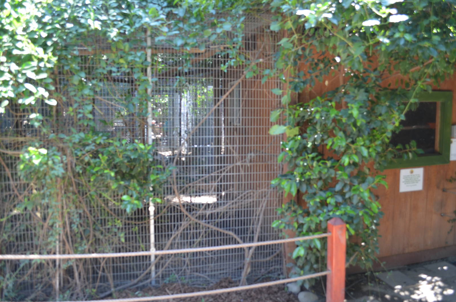 Kinkajou and Sloth Mixed Exhibit