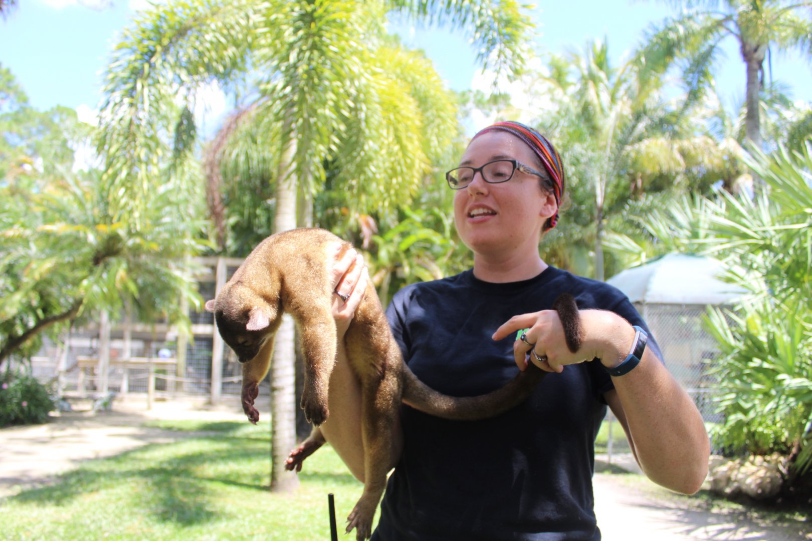 Kinkajou Animal Ambassidor - Mccarthy Wildlife Sanctuary