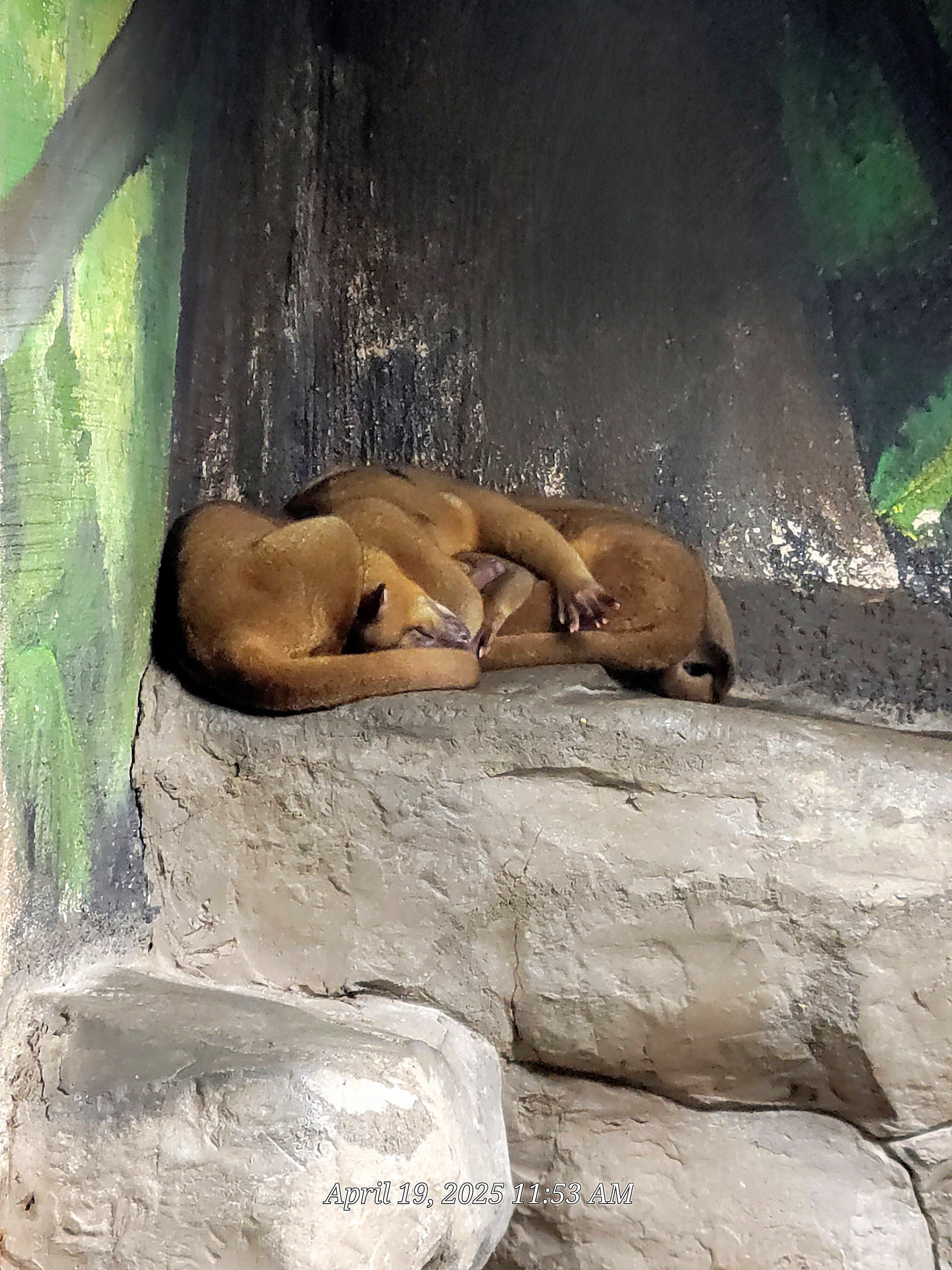 Kinkajou-Bright's Zoo