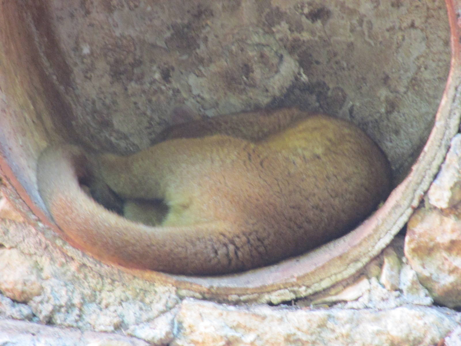 kinkajou centenario zoo