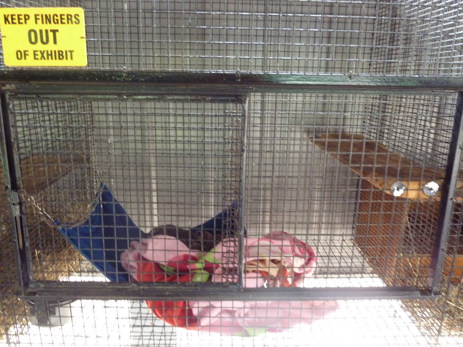 Kinkajou/Coati Cage (babies)