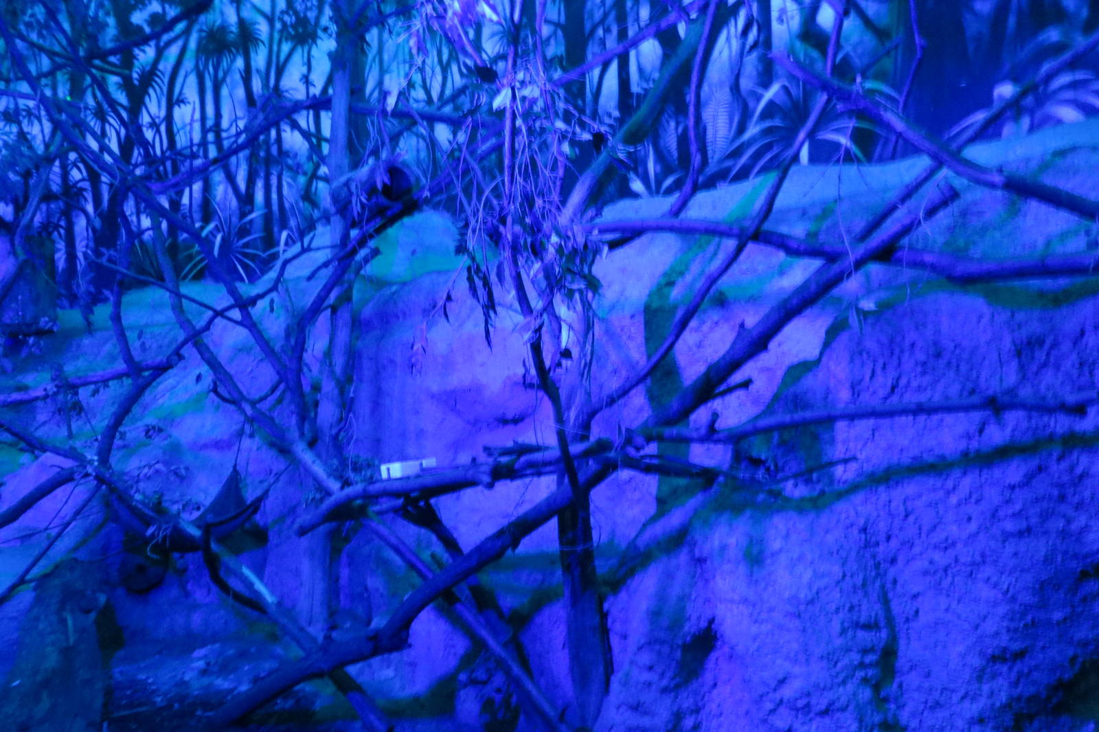 Kinkajou Enclosure 130816